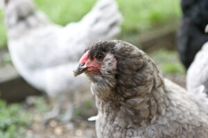 Ameraucana Chicken: Eggs, Temperament and Care