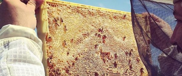 Astor Apiaries: Leading The Urban Beekeeping Movement