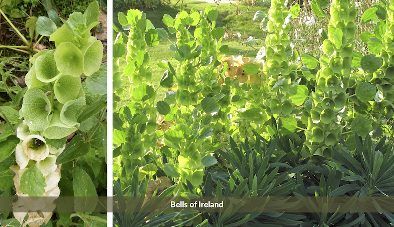 Bells of Ireland old-fashioned flowers