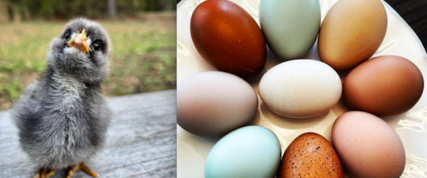 Crested Cream Legbars Bring Perspective At Birchie’s Hobby Farm