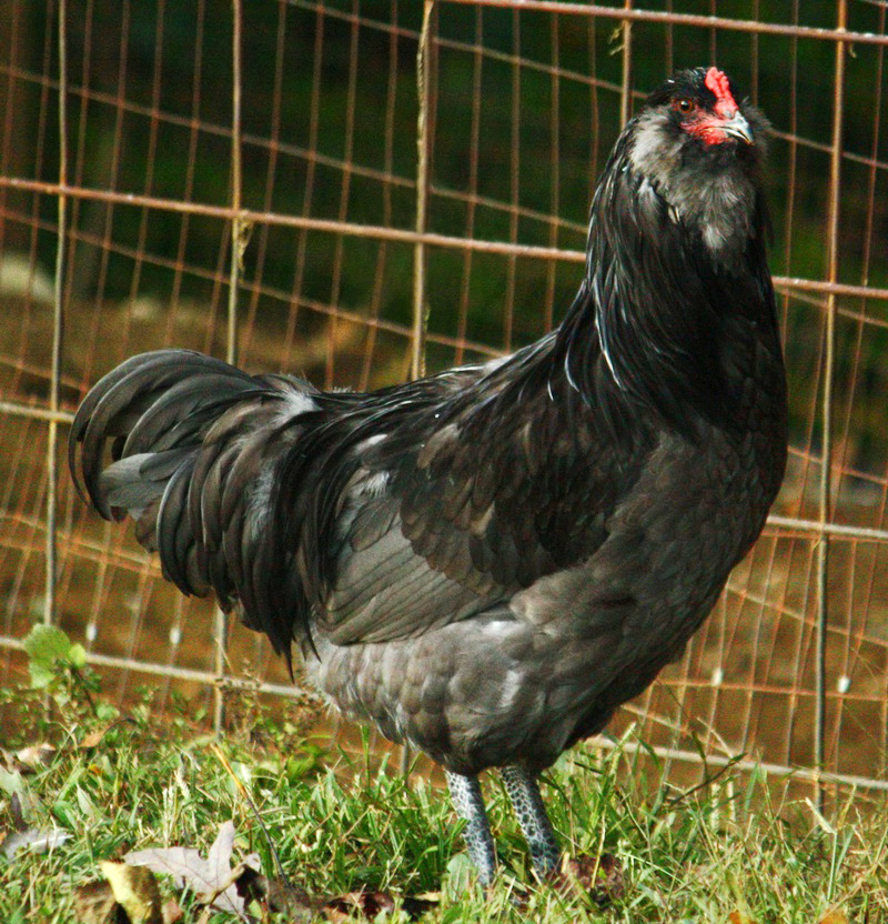 ameraucana chickens