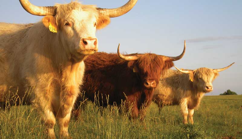 livestock breeds Highland cattle