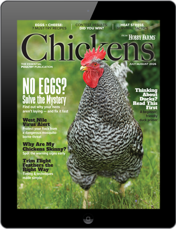 Chickens Digital Edition
