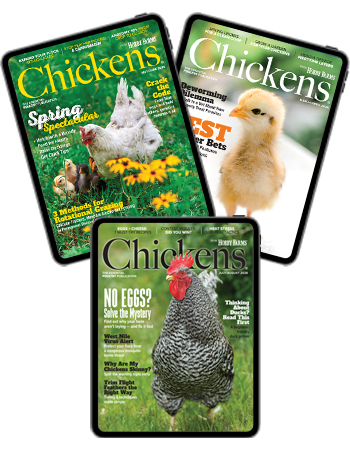 Chickens Digital Subscription + Unlimited Access to Our Entire Digital Archive Since 2014
