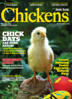 chickens- mar/apr 2025