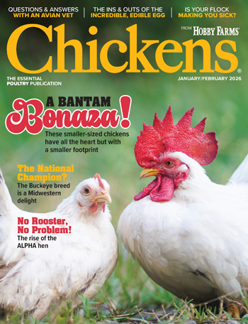 Chickens Print Edition