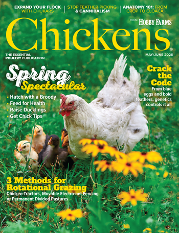 Chickens Print Edition