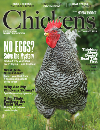 Chickens Print Edition