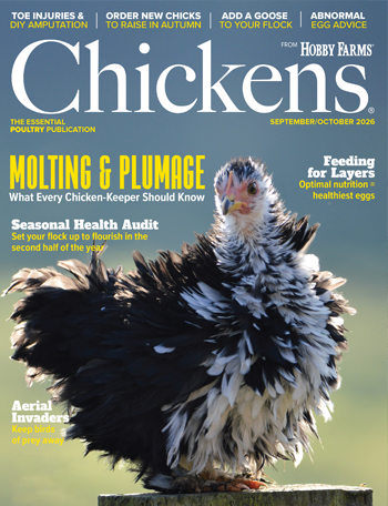 Chickens Print Edition