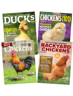 Buy 4 Chick Days SIPs for the Price of 3!