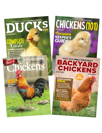 Buy 4 Chick Days SIPs for the Price of 3!