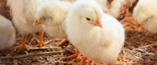 Baby Chicks: 5 Tips to Get the Chicks You Want