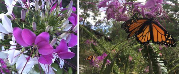 Grow These Old-Fashioned Flowers For Something ‘New’