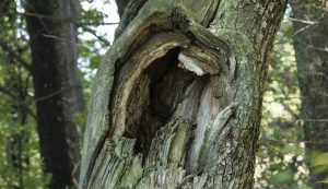 How to Prune Fruit Trees to Restore an Old Orchard - Hobby Farms