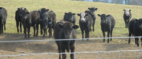 Raising Beef: Advice From An Experienced Cattle Farmer
