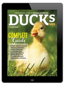 2025 Ducks 101 Digital