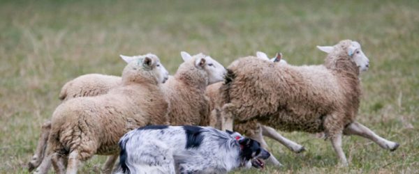 Sheepdog Trials: When Farm Partners Compete