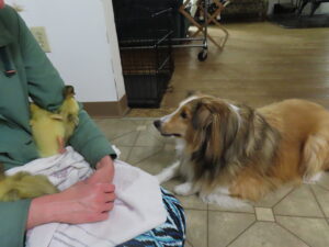 dogs and ducks together with a dog being introduced to ducklings while they are being held in a person's lap