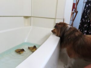 dogs and ducks together with a dog watching ducklings swim in a bath tub