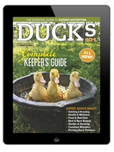 2024 Ducks 101 Digital