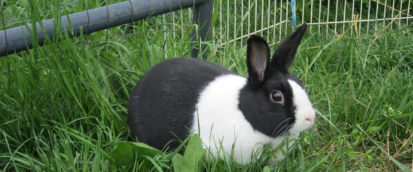 Dutch Rabbit 101: Colors, Care and Personality