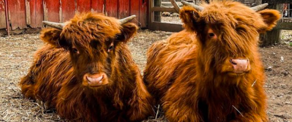 Naughty Cattle & French Bulldogs Are Part Of Frenchie Farm’s History