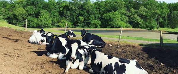 Holstein Cows Rule At Fulper Family Farmstead