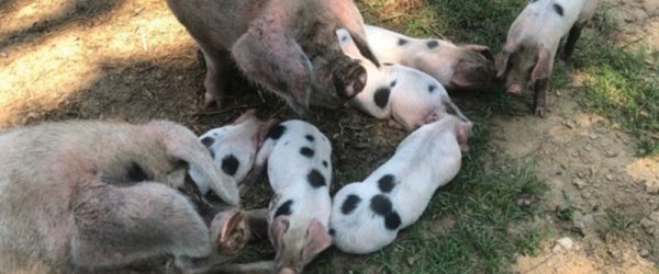 Love My Breed: Glou­cestershire Old Spots Pigs
