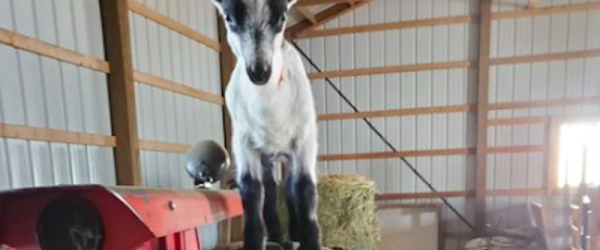 Mischievous Yearlings, Bloomy Rind Cheeses Star At Garden Dairy Alpine Goats