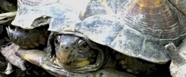 Box Turtles On The Move: What They’re Up To & How You Can Help