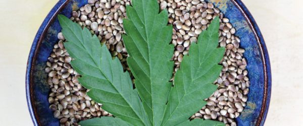Explore The Healing Power Of Hemp