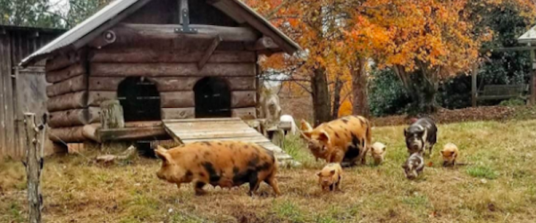 Majestic Great Pyrenees Keep Watch Over Hilltop Farm