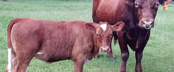 Breed Profile: Get To Know The Beefalo!
