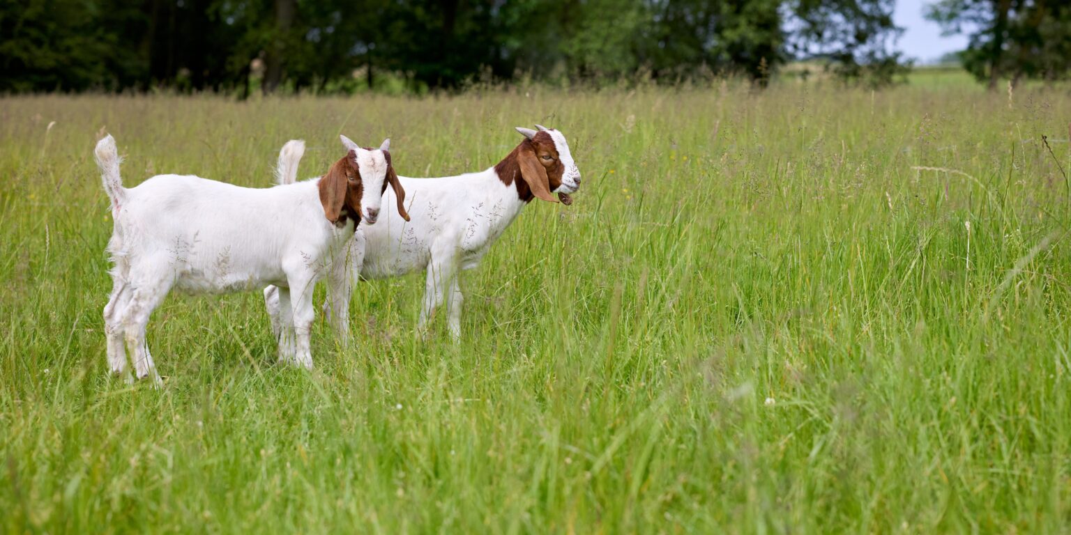 Feeding Time for Plants and Pastures!