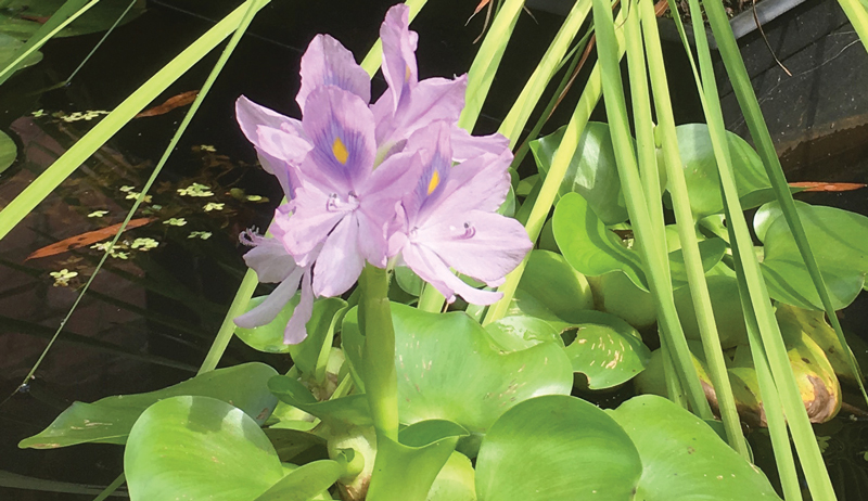 hyacinth water garden