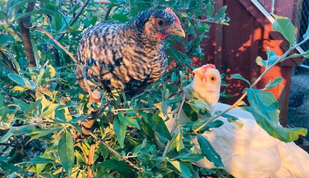 chicken-health-hobby-farms