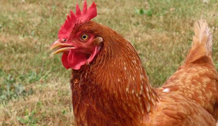Reasons To Keep Older Hens In Your Flock - Hobby Farms