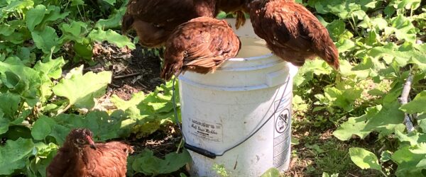 Pasture-Raised Chickens: The Effects of Outdoor Access