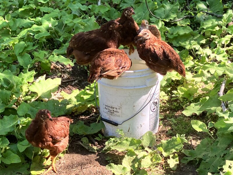 Pasture-Raised Chickens: The Results of Out of doors Get admission to