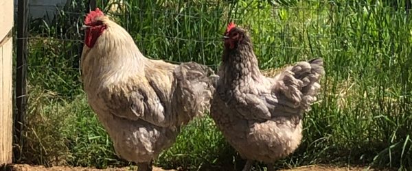 Just Another Manic Monday: An Orpington Drama