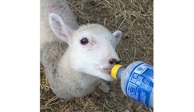 thumbnail image 2 of 250ml Sheep Milk Bottle Lamb Feeding Bottle Animal Husbandry Animal Feeding Bottle Small Animal Lamb Feeding Nipple Milk Cap 2 of 11