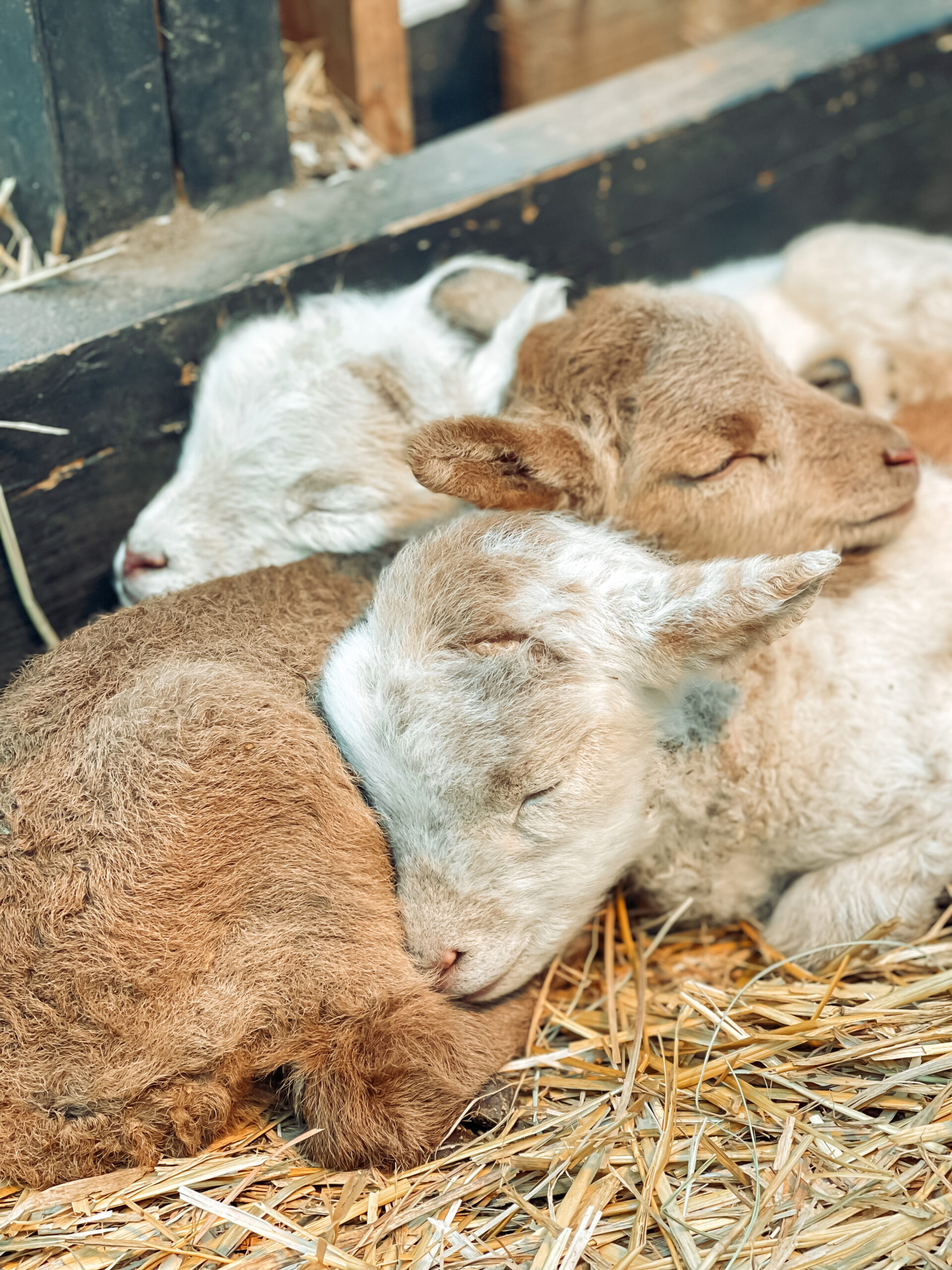Farm Animal Pictures: How to Make Money With Each Click - Hobby Farms