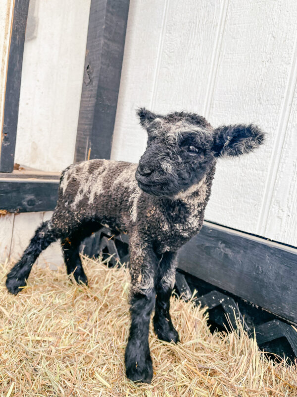 Farm Animal Footage: The right way to Make Cash With Each and every Click on