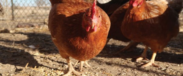 5 Chicken Health Tips For Keeping Your Flock In Shape
