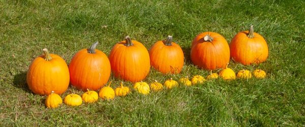 Celebrating Joys Of Pumpkins On National Pumpkin Day