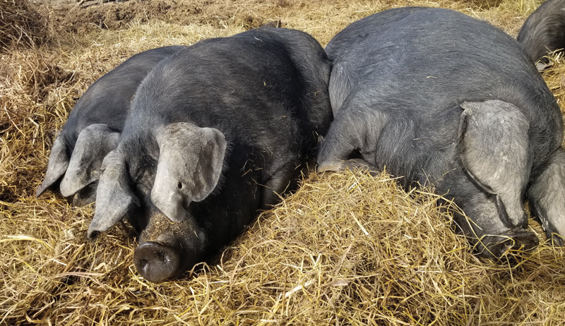 raising livestock large black pig pigs breed