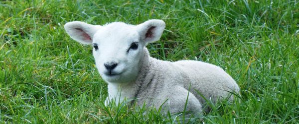 When Is The Best Time For Weaning Lambs?