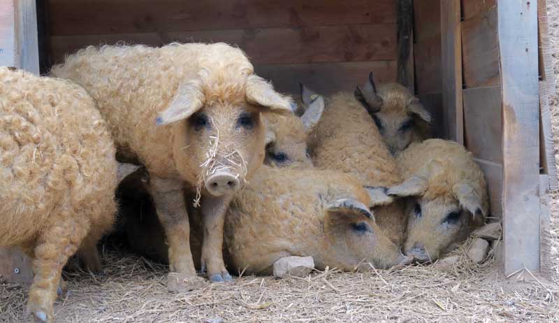 Mangalitsa pig breed pigs