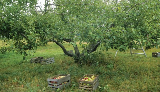 How To Prune & Rejuvenate Fruit Trees In An Old Orchard - Hobby Farms