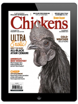 chickens-november/december digital issue